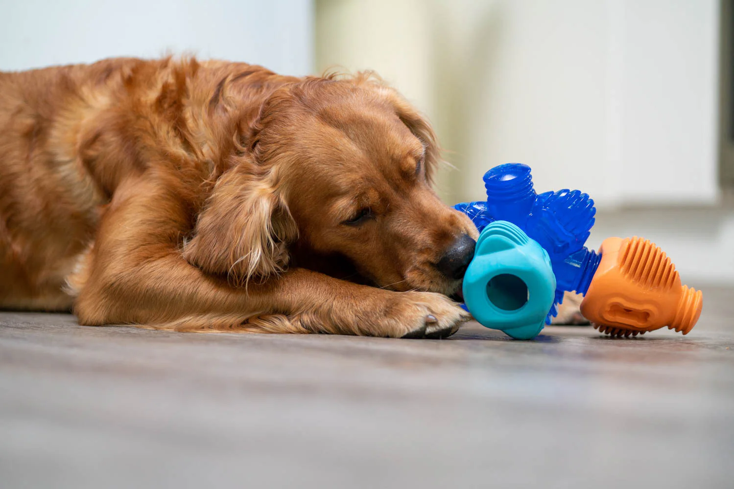 Photo of a dog playing indoors.