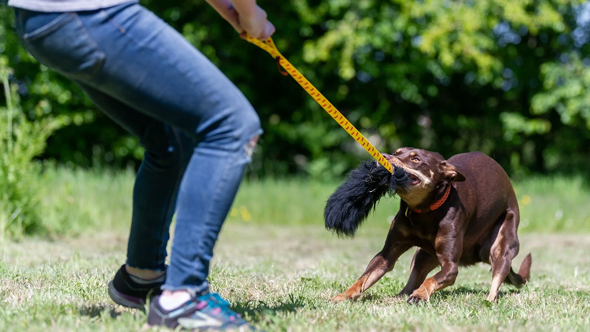 Photo of a dog playing with a tug toy