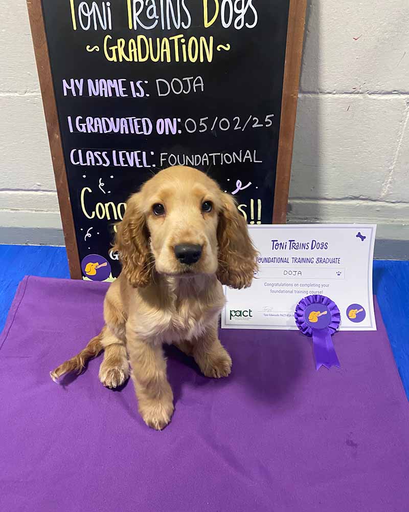 Photo of a happy puppy graduating from puppy training and socialisation class