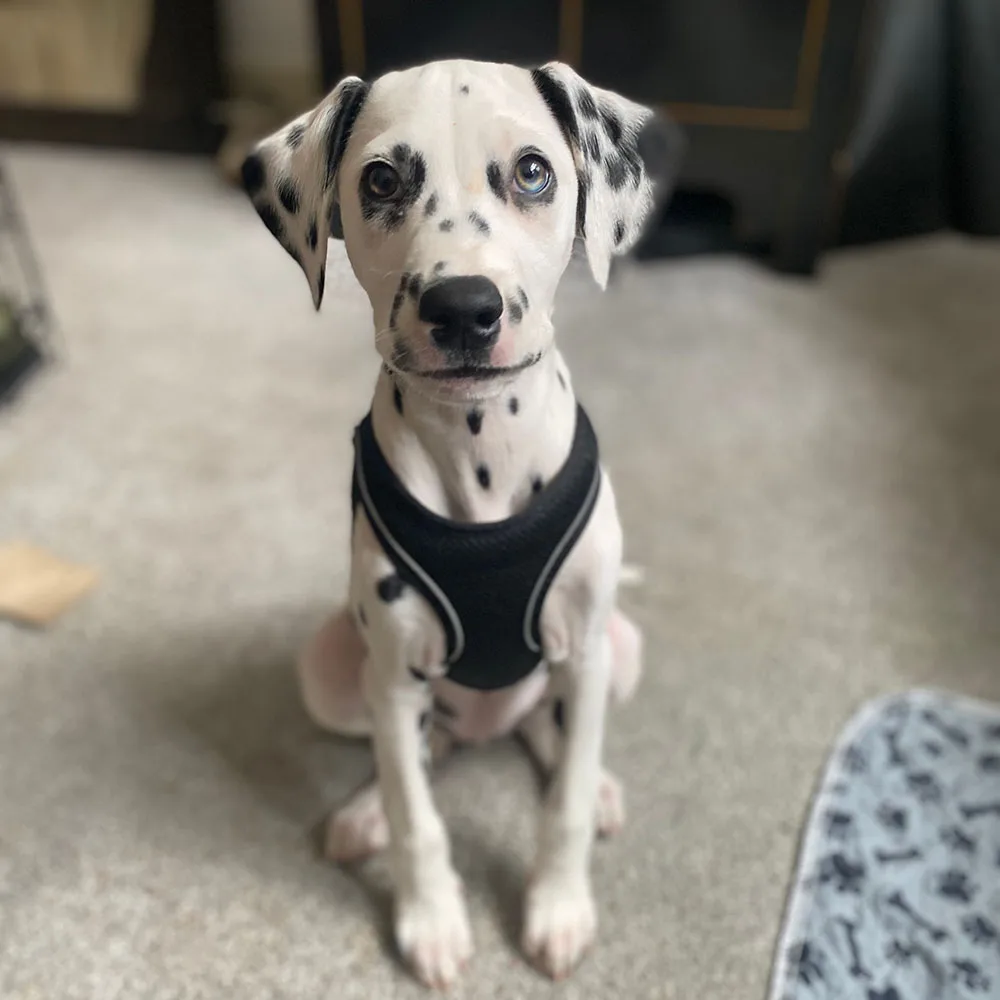Photo of a dalmation