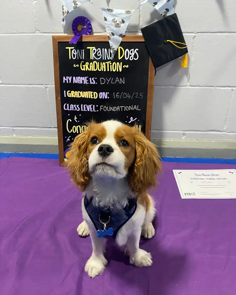 Photo of Dylan, a puppy graduate