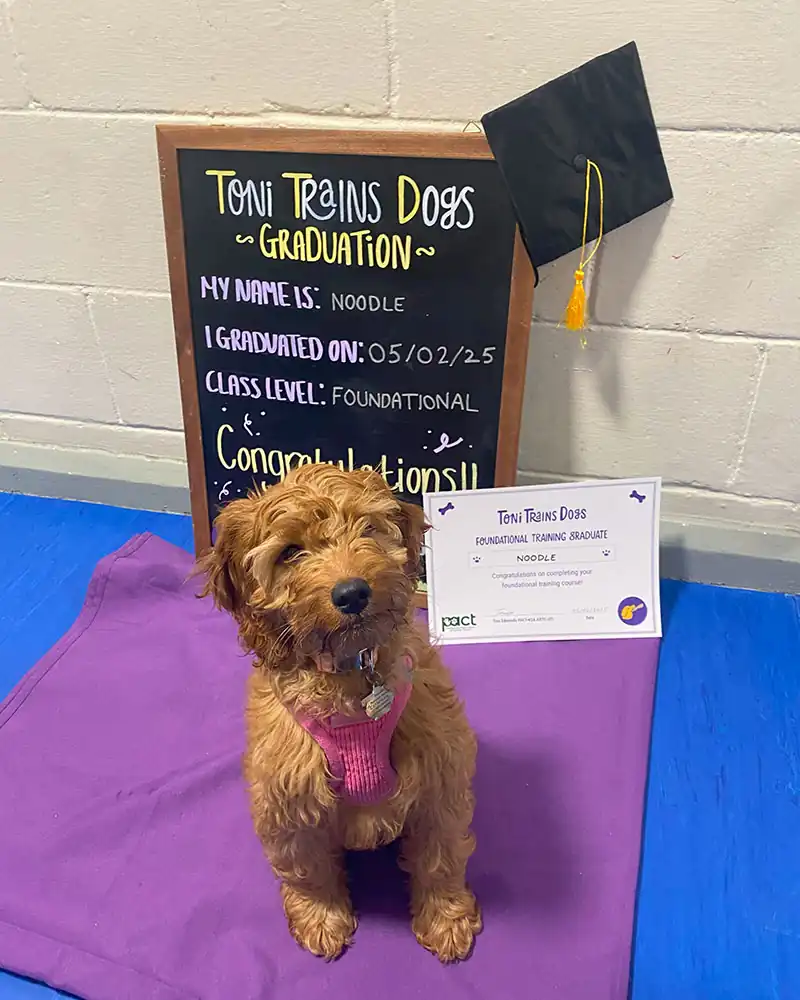 Photo of Noodle, a puppy graduate